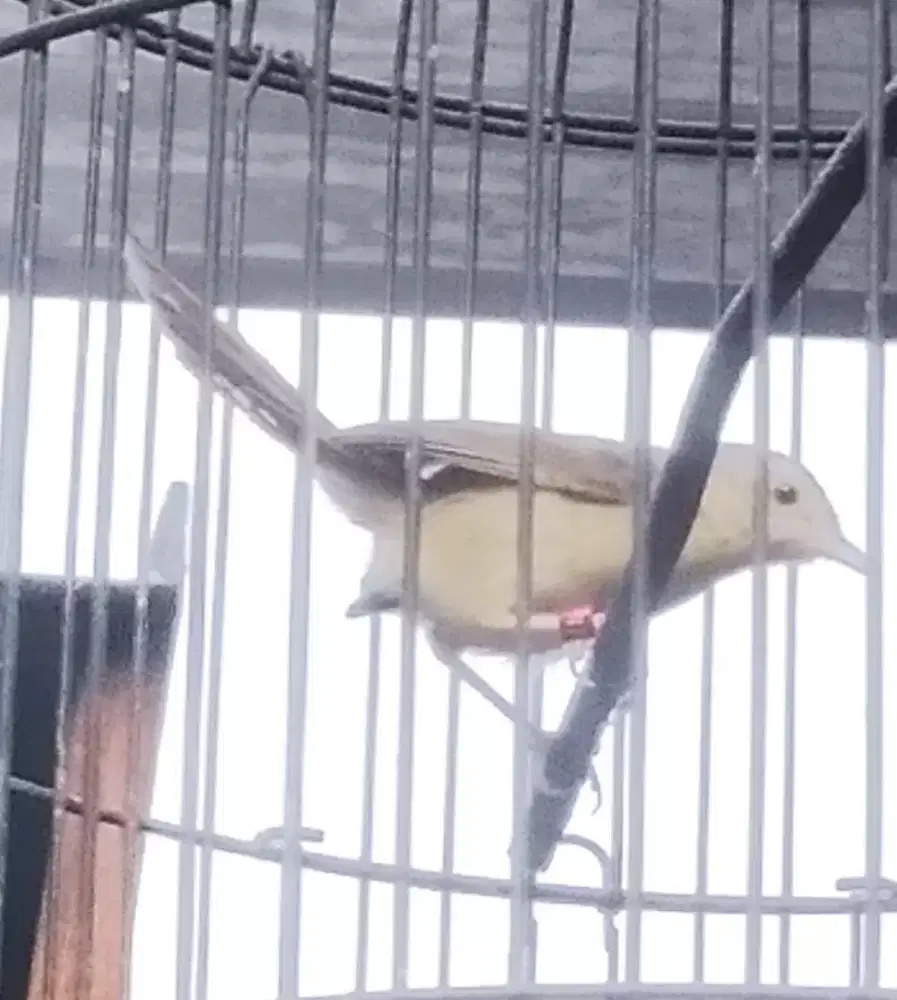 Ciblek gunung PAUD jantan