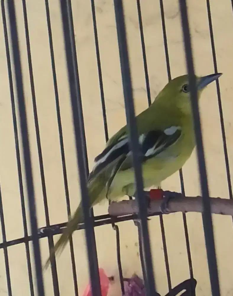 Sirpu/cipoh jantan muda