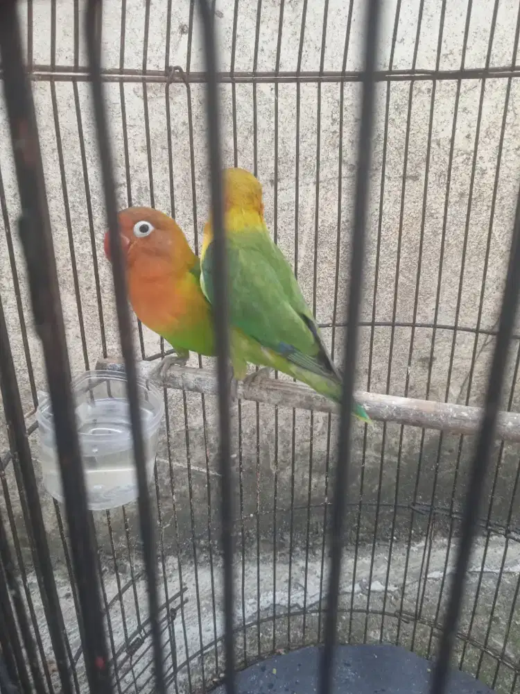 Lovebird sepasang pasjo fs ,jual aja 350 sehat no minus
