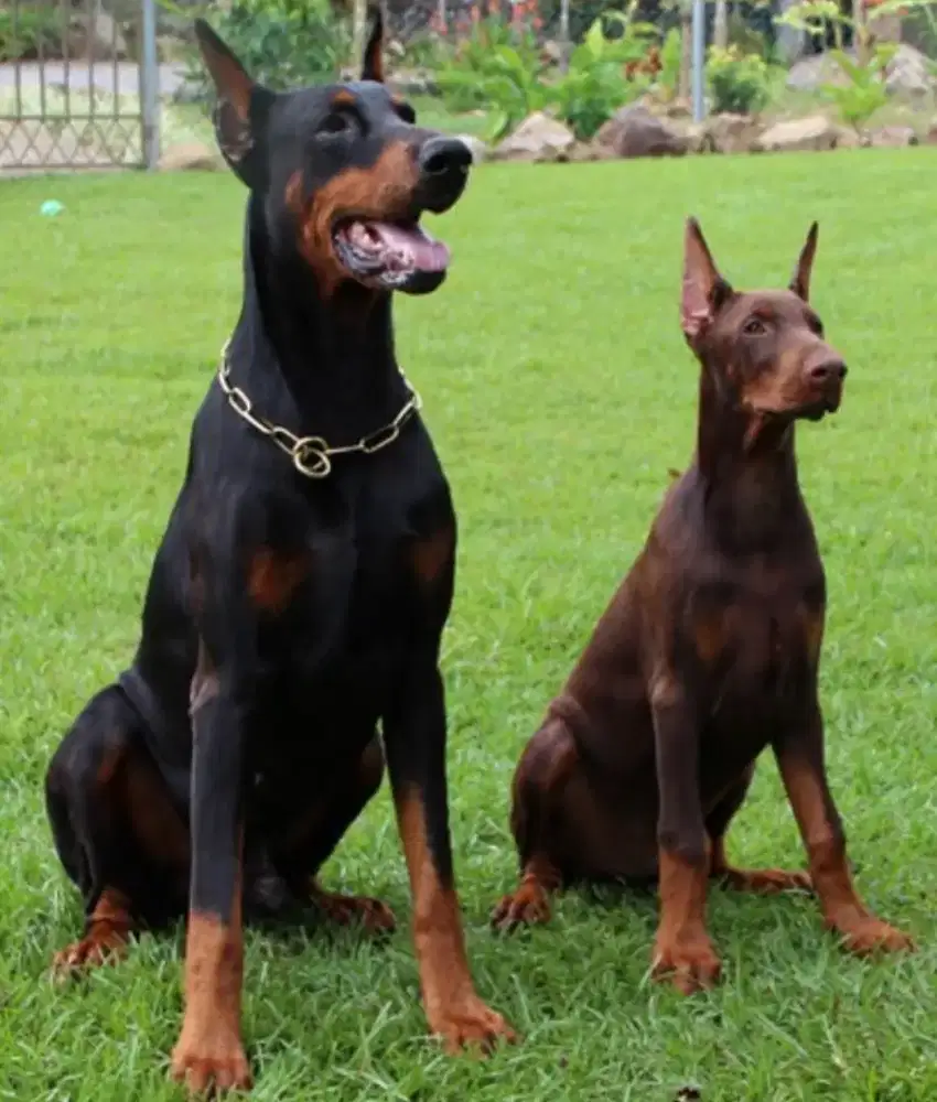 Di butuhkan kennel boy pengalaman menetap