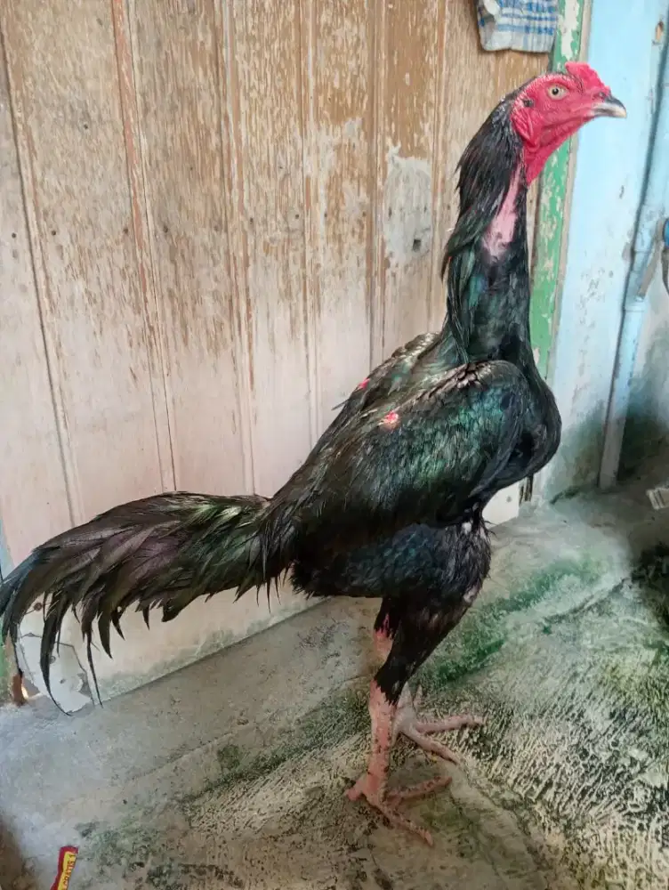 Ayam jantan muda bulu semi kumbang/ merah dileher aja