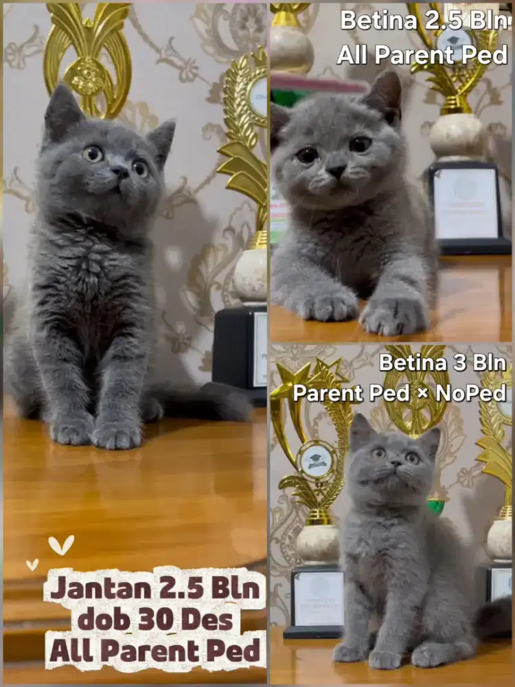 Kitten BSH Blue Line Ped, Lepas NonPed