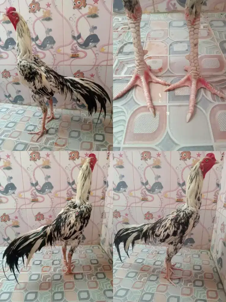 Ayam bangkok blorok htam putih tidak ada bulu merahnya
