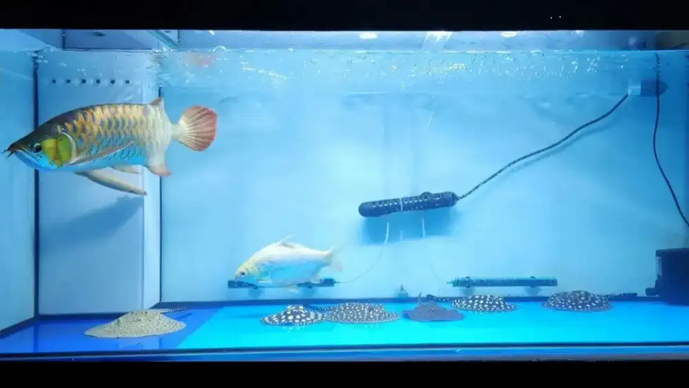 Aquarium hias lengkap ukuran 1,5 m x 0,5 m jual murah gk di pakai