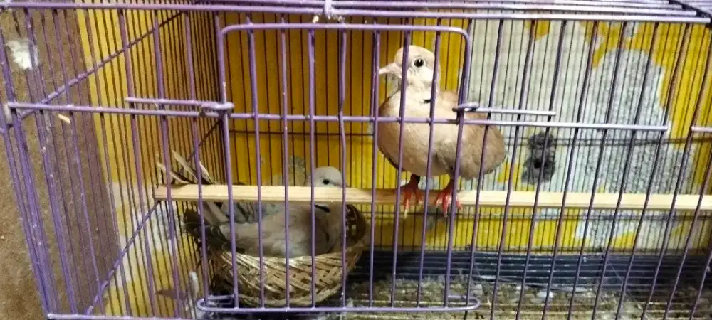 Jual sepasang puter pelung bawa anak dan angrem murah meriah