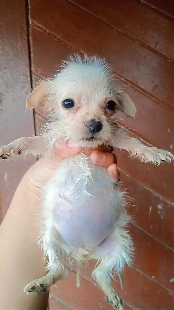Anak Chihuahua Long hair