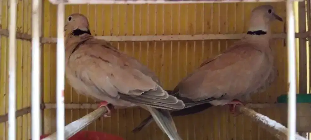 Jual sepasang puter lokal bawa 2 anak dan mau angrem murah