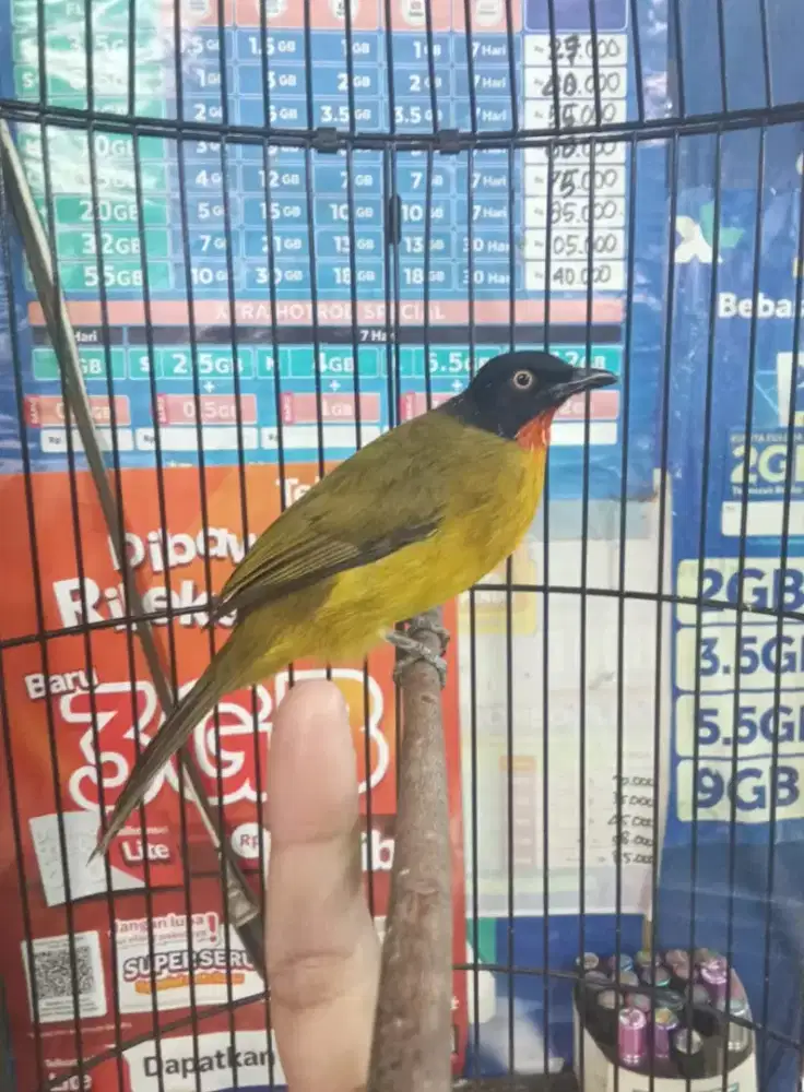 Kutilang Emas Langka