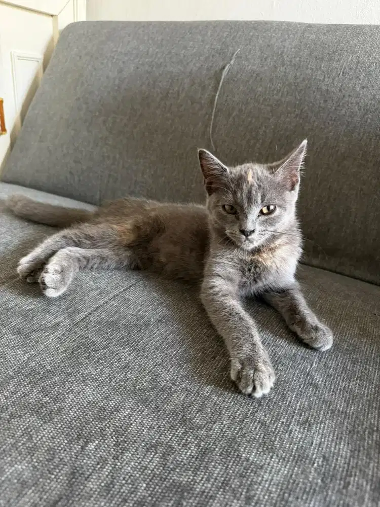 Adop kitten BSH x Scotish