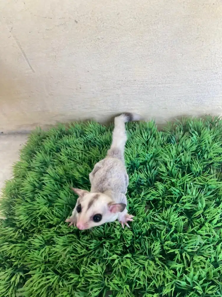 Joey Sugar Glider