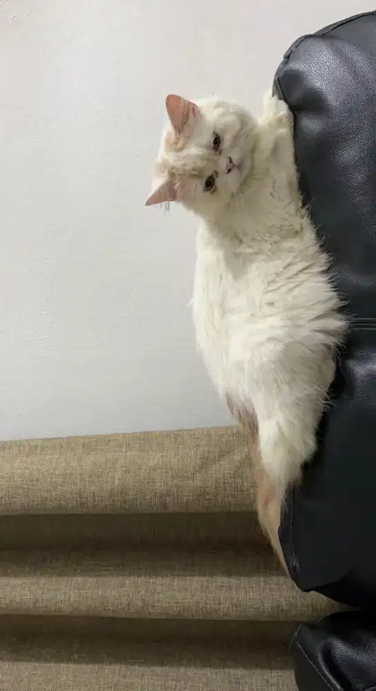 Kucing persia,peliharaan