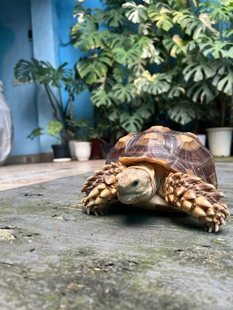 Sulcata jantan usia 2 tahun