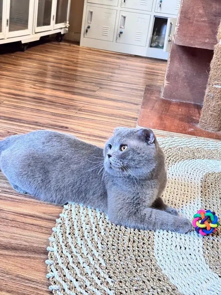 Kucing british shorthair x scotiah fold blue jantan