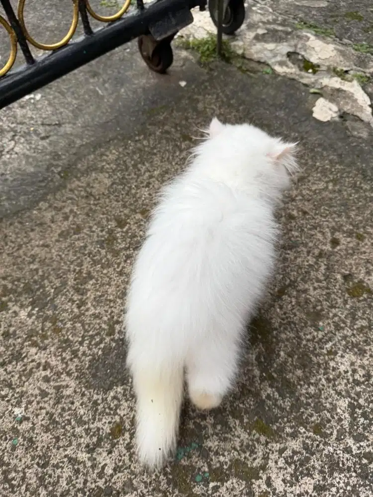 Kucing persian longhair