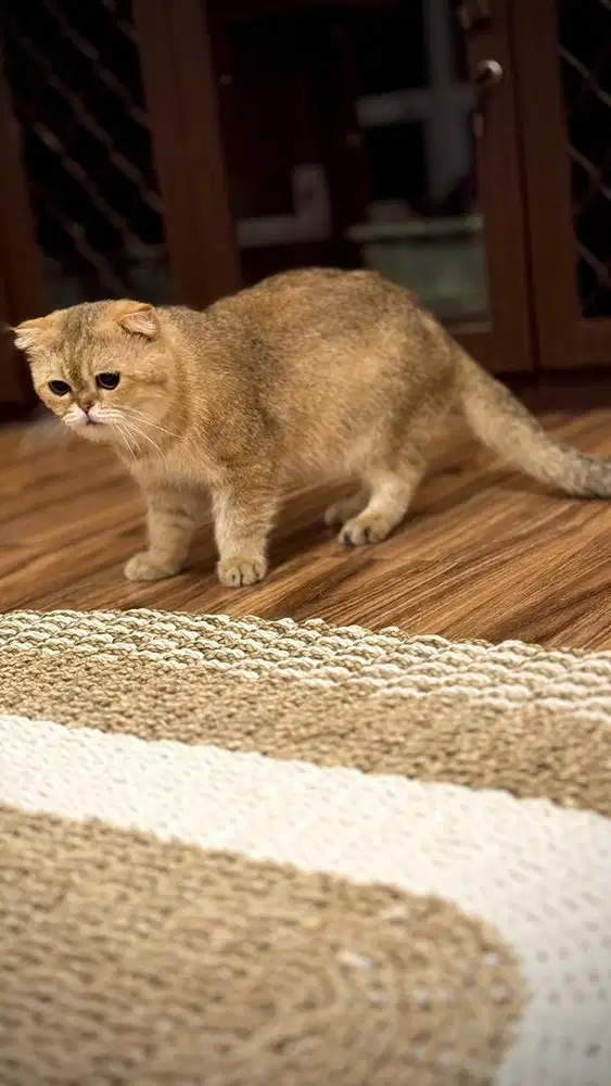 Scotish fold golden jantan murah