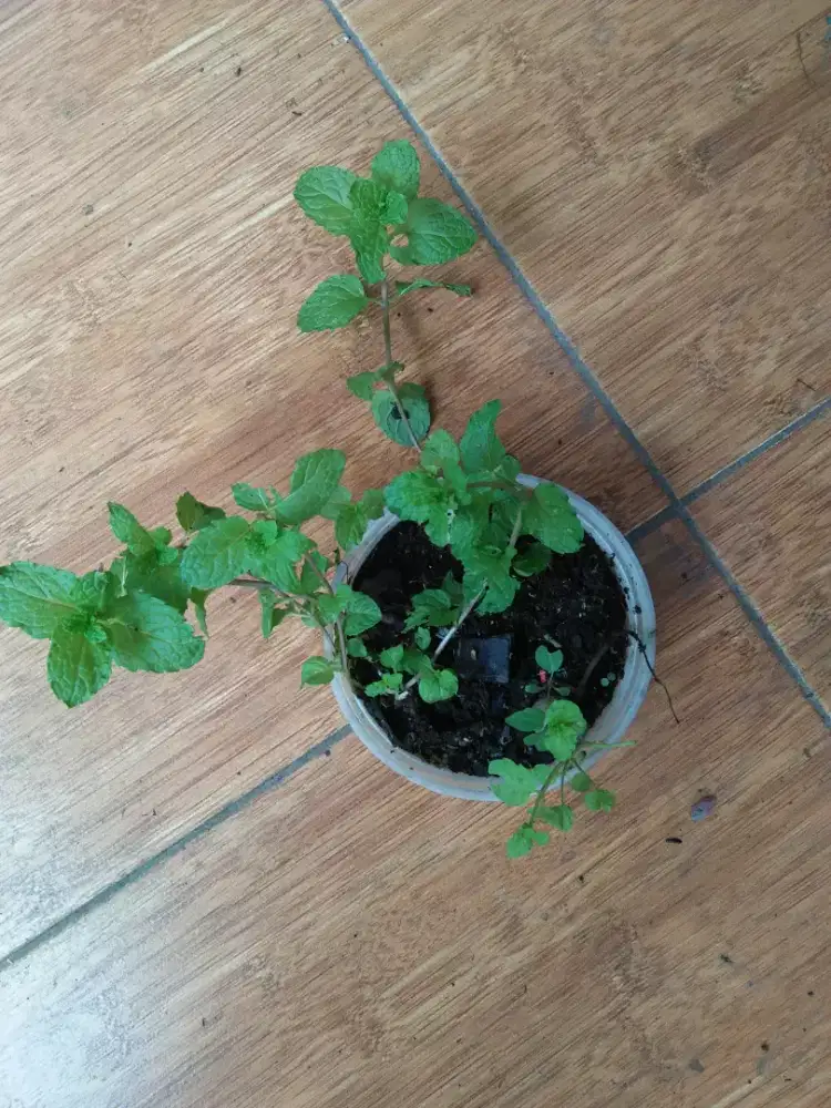 bibit pohon mint segar