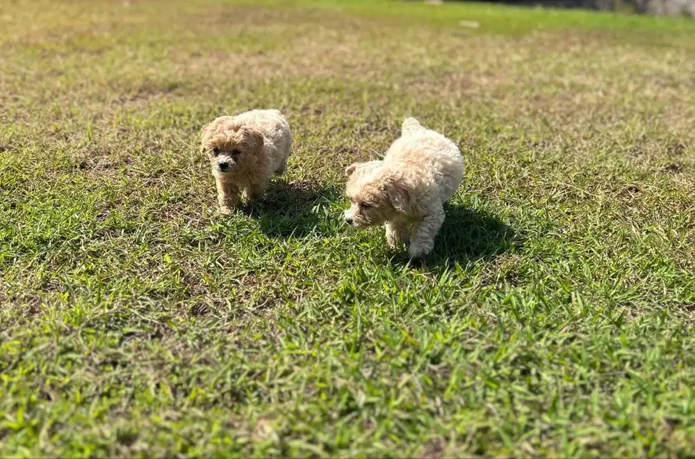 Puppies Poodle mix Bichon