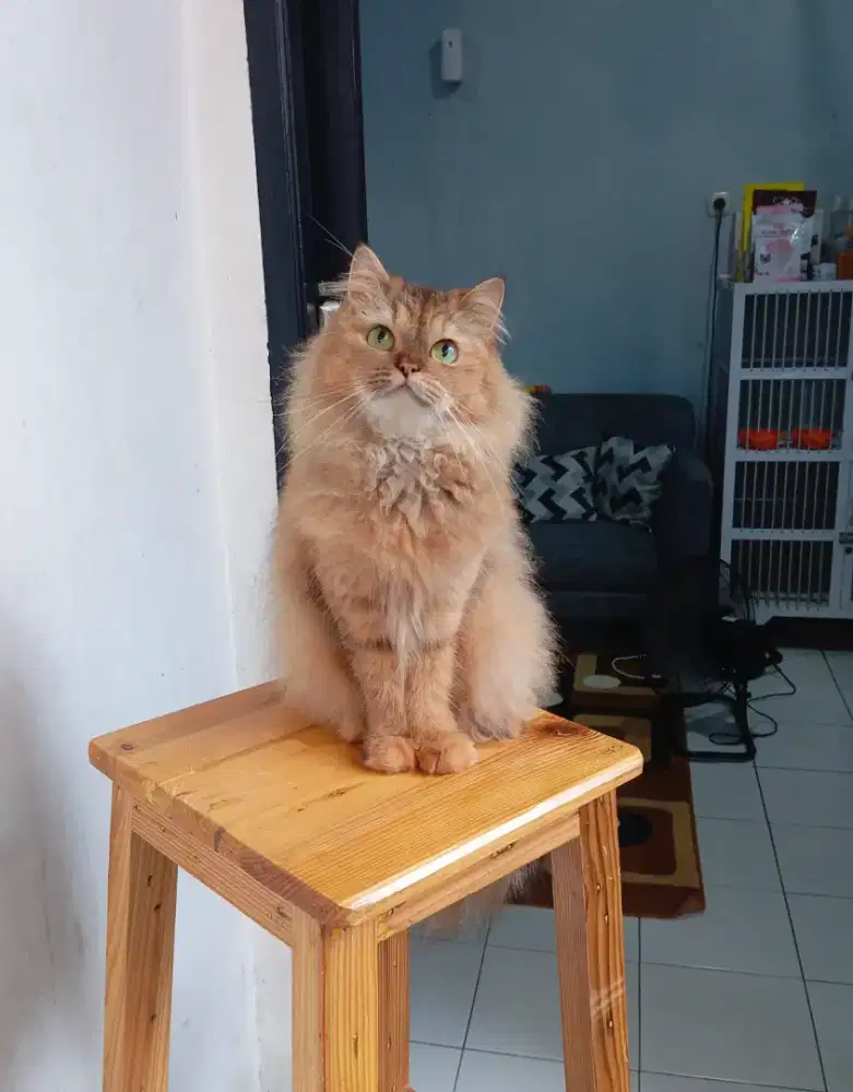 BRITISH LONGHAIR GOLDEN