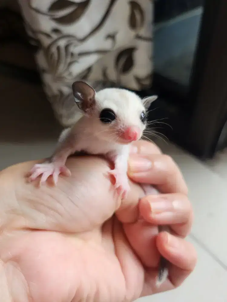 SUGAR GLIDER PLAT MOZ