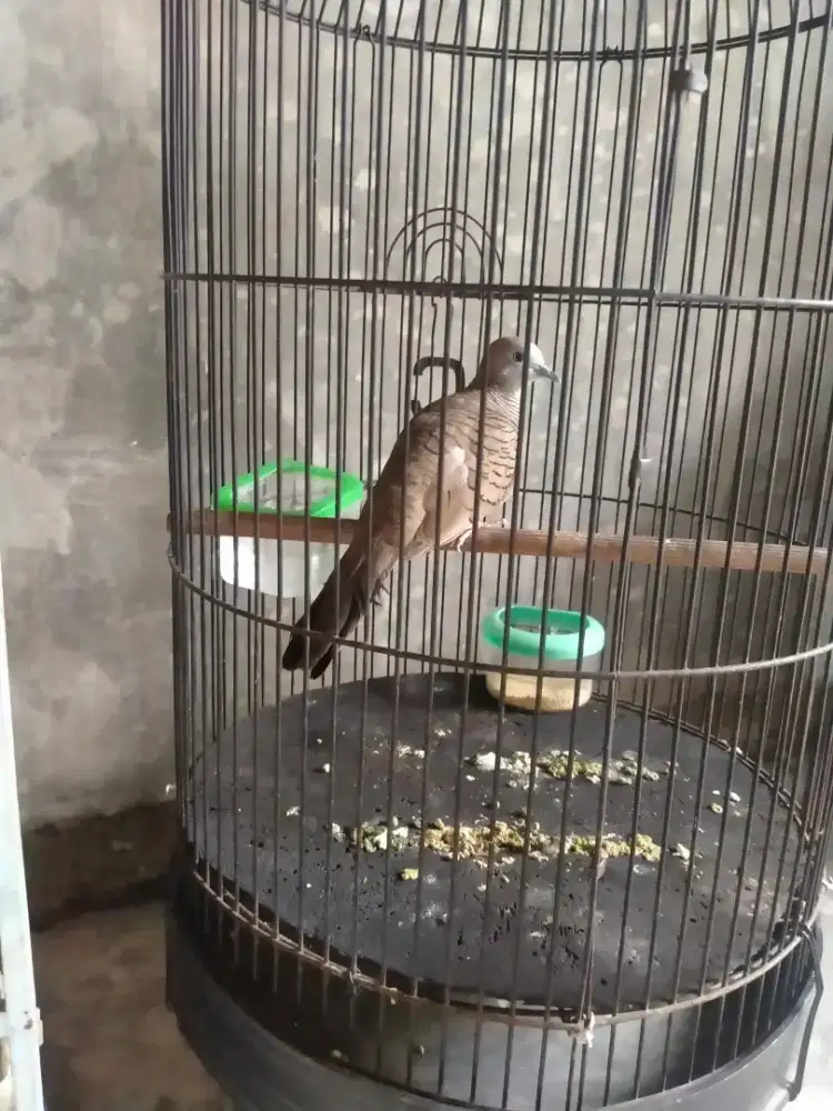 PERKUTUT ALAM LOKAL LIAR