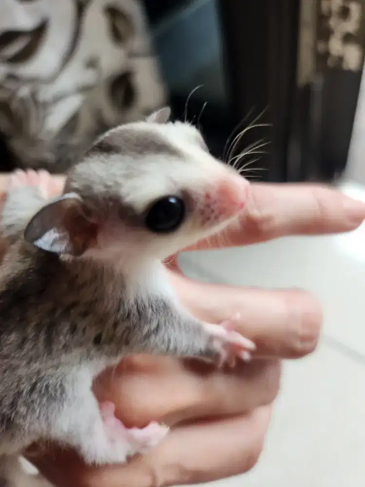 SUGAR GLIDER WF PLAT MOZ
