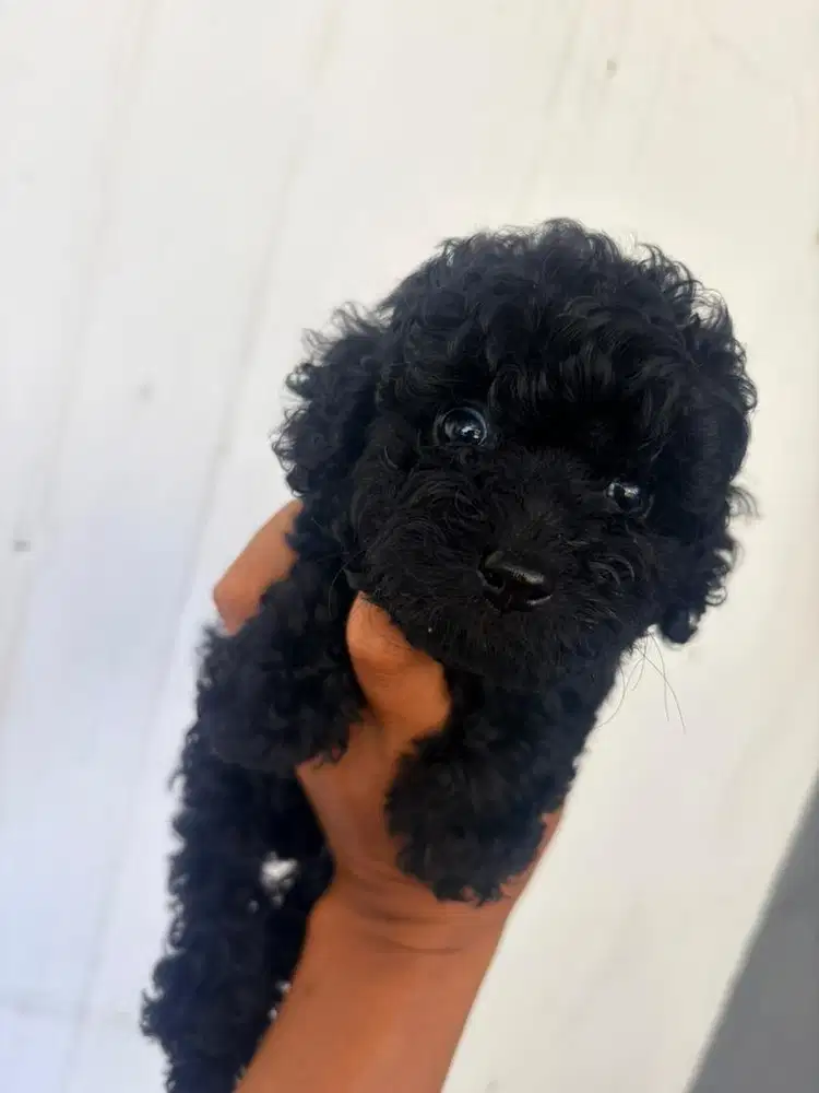 Toy Poodle black / grey