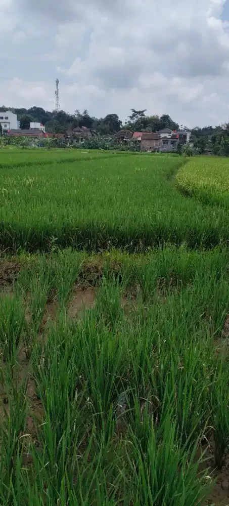 Dijual sawah atas nama sendiri