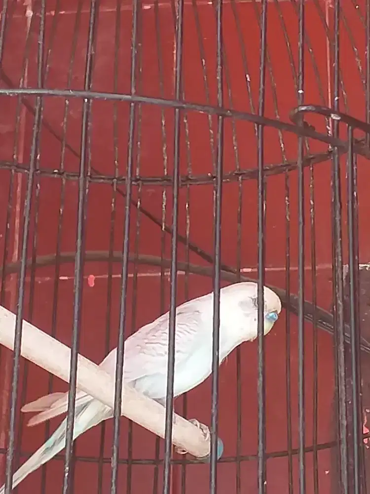 Parkit ngoceh buat depatan