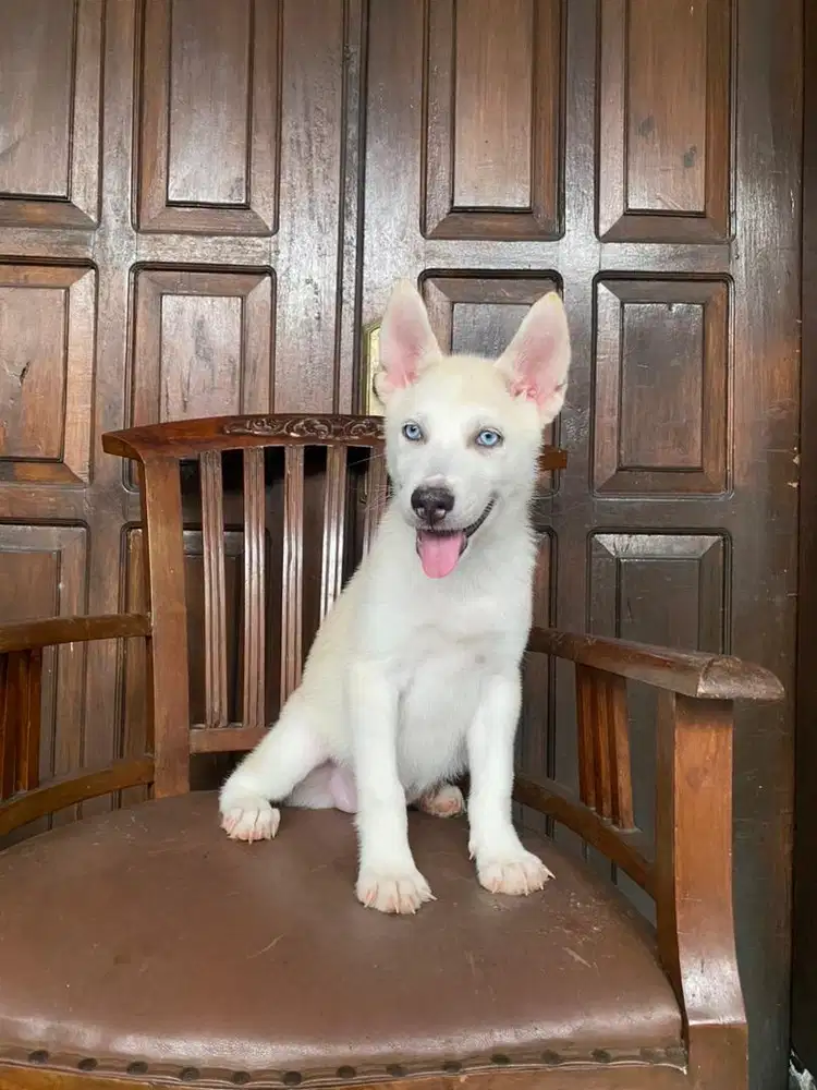 Husky betina stb vaksin MURMER