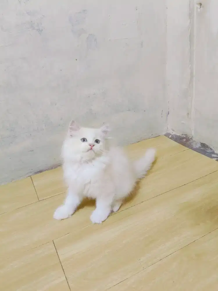Kitten Persia cream putih