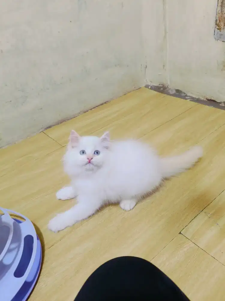 Kitten hima red point