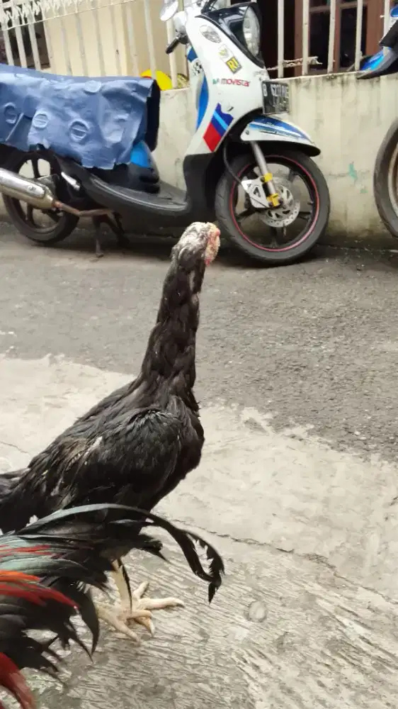 Betina siyap pacek (Birma)