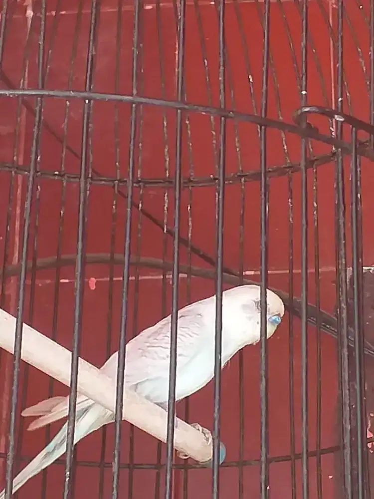 parket ngoceh cerewet mulus