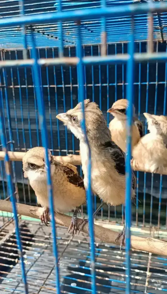 pentet trotol jantan