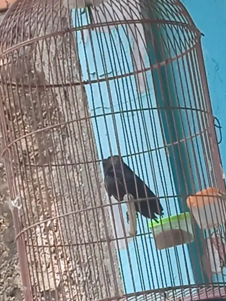 Burung kedasih ga gacor