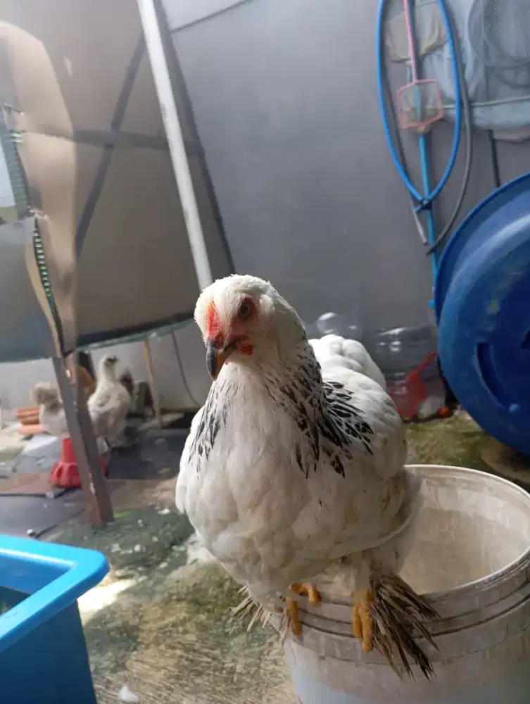 Ayam brahma (di jual)