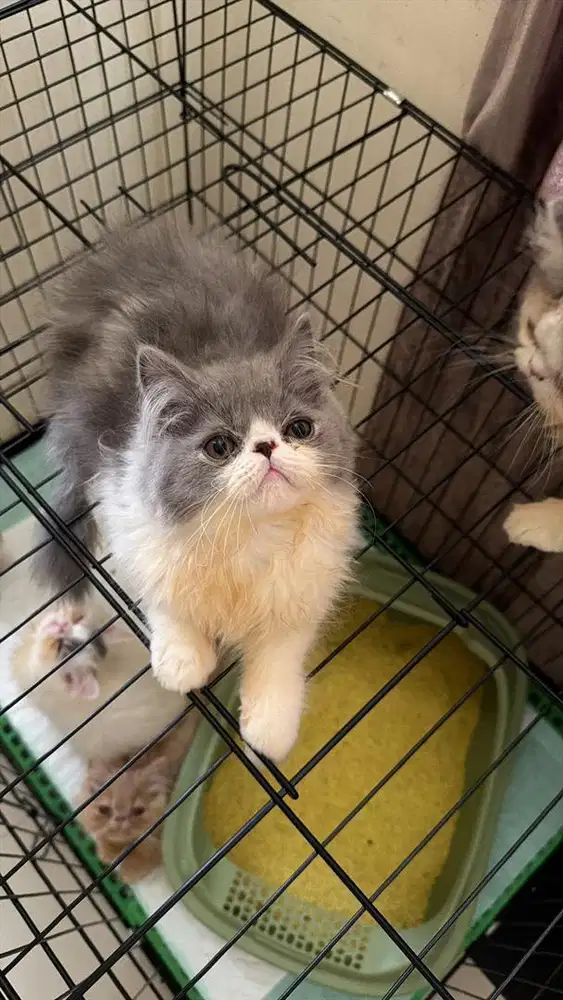Lepas adopt kucing persia peaknose