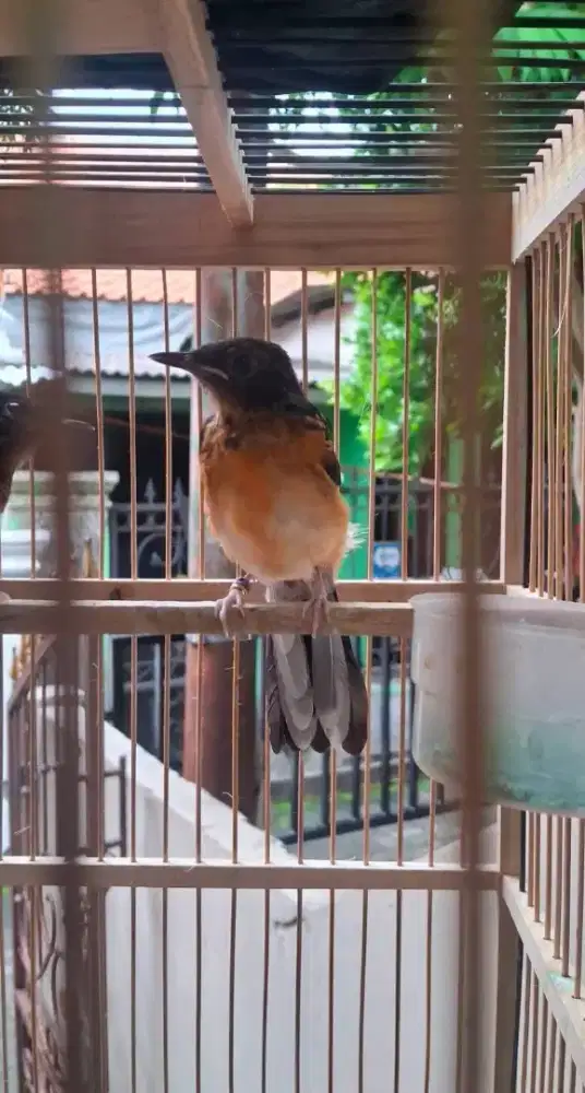 Murai trotol jantan medan