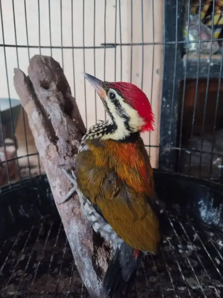 pelatuk bawang gacor