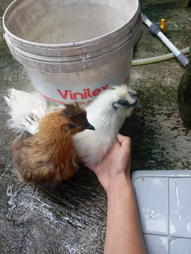 Ayam american silky (sepasang)