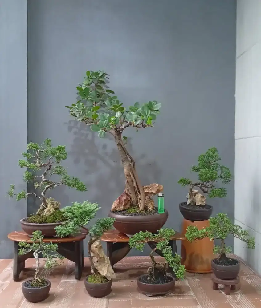 Bonsai hias cantik ada 7 pohon