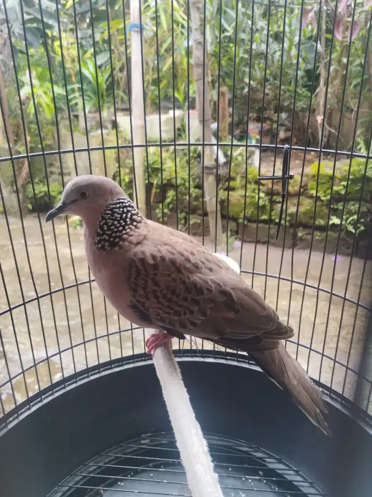 Tekukur gacor kuk 1burja