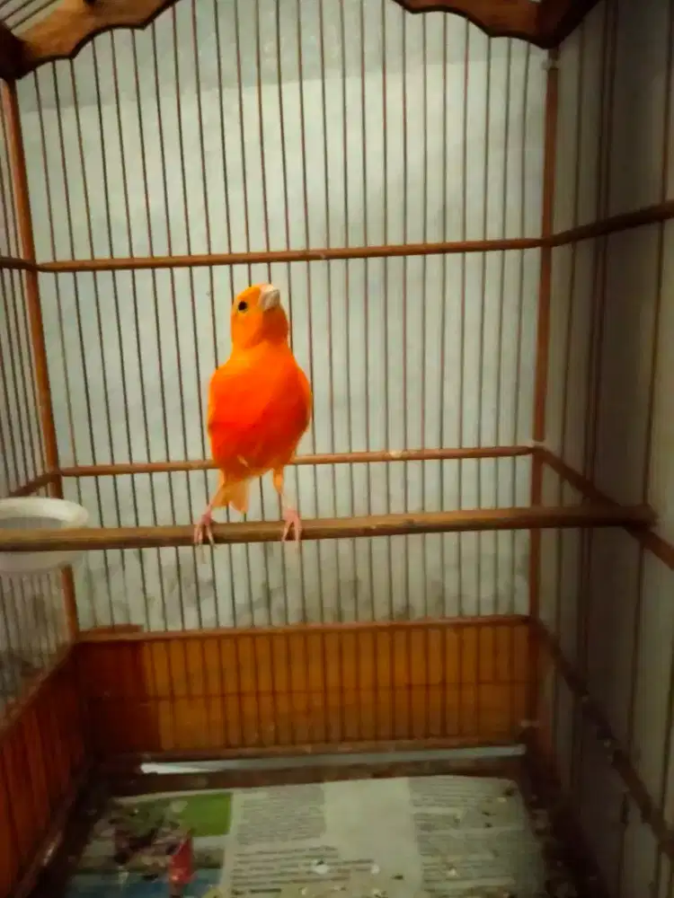 Burung kenari merlok gacor