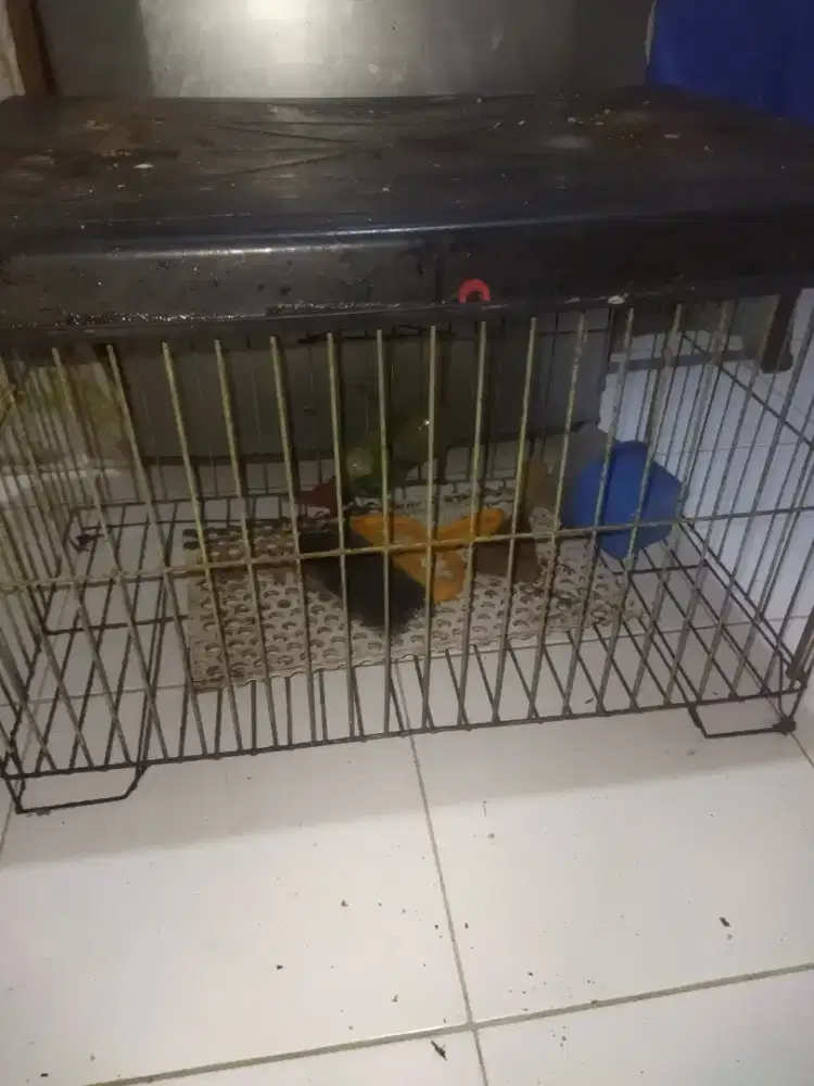 KANDANG BESI bisa untuk kucing, burung, ayam, kelinci