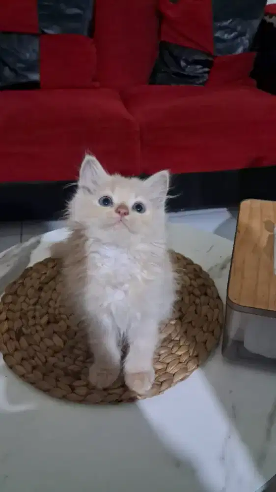 Kucing persia medium umur 2bln stngah