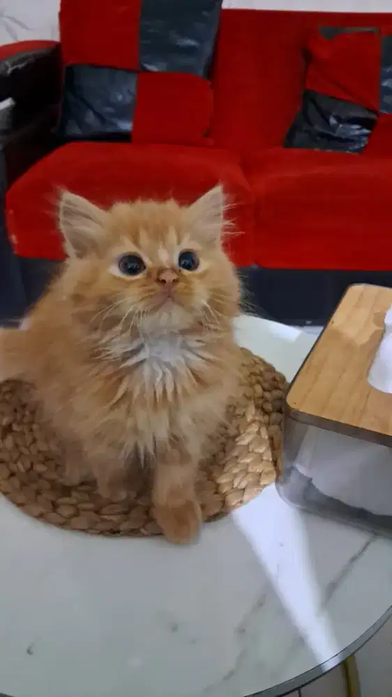 Kucing persia medium