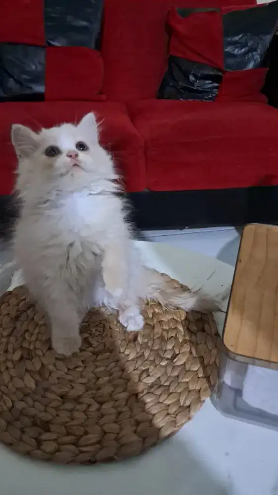 Kucing persia medium