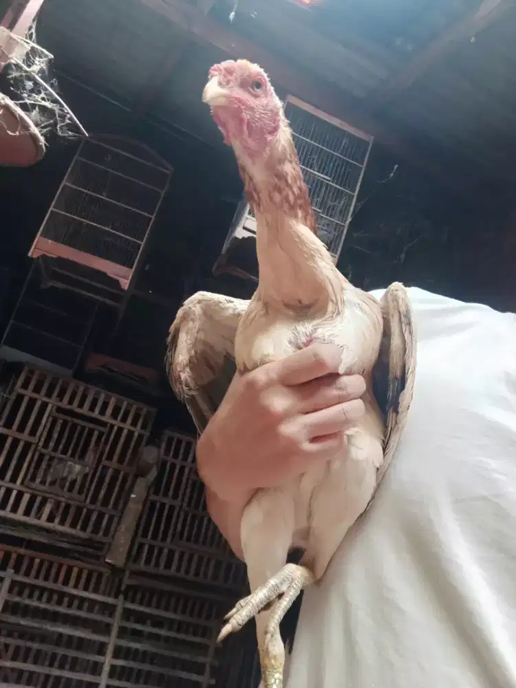 Ayam betina shamo Jepang Ubed caturangga jos pencetak a juara line ori