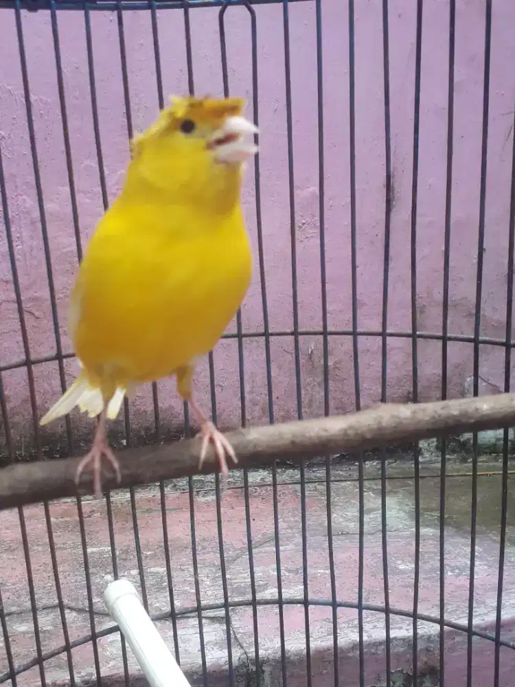 Kenari jambul kenari jantan Gacor di bogor