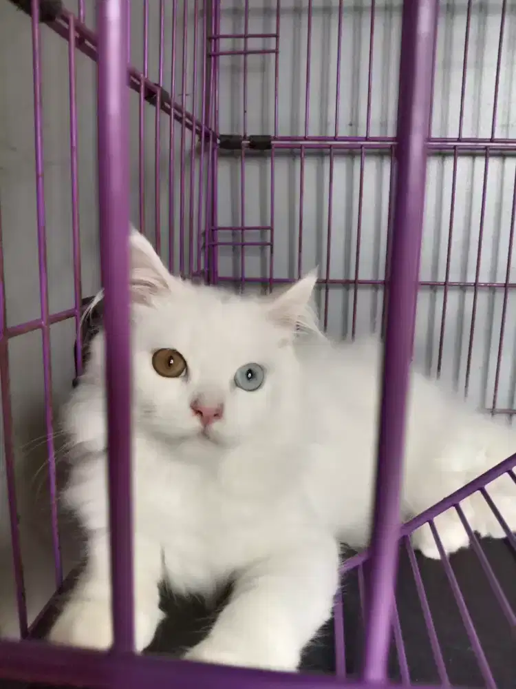 Kucing Kitten Norwegian Forest Odd Eye